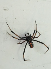 Latrodectus variolus
