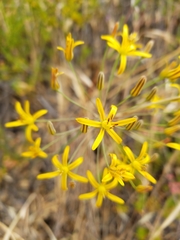 Bloomeria crocea aurea