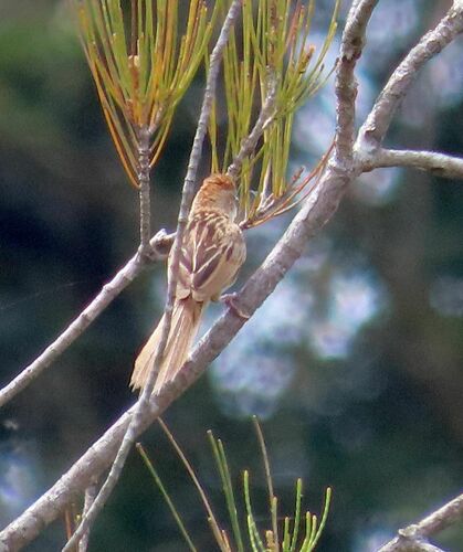 Tawny Grassbird (Cincloramphus timoriensis), photo 10