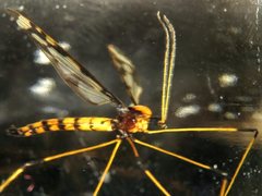 Sigmatomera victoriae