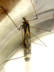 Sigmatomera victoriae