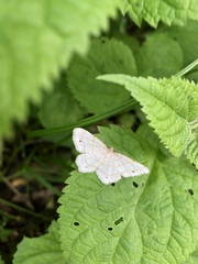 Trigrammia quadrinotaria