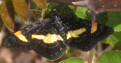 Heliomata infulata