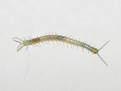 Cormocephalus esulcatus