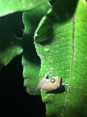 Pristimantis luteolateralis