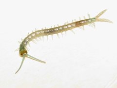 Cormocephalus esulcatus