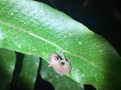 Pristimantis luteolateralis