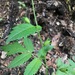 Nasa triphylla colonchensis - Photo (c) natureisgreat, algunos derechos reservados (CC BY-NC), subido por natureisgreat