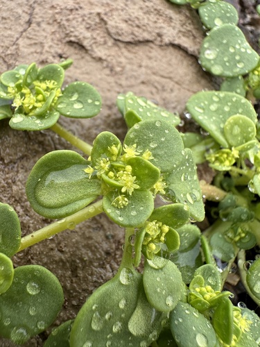 Image of Gilmania luteola by (c) Matt Berger, some rights reserved (CC BY)