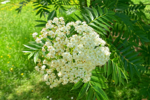 Sorbus ulleungensis · iNaturalist Ecuador