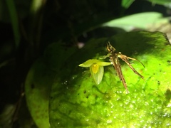 Pleurothallis prolaticollaris