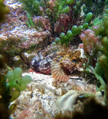 Ghostly Scorpionfish photo 2