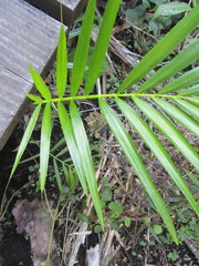 Raphia australis
