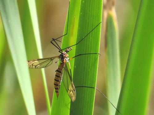 Ischnotoma (Ischnotoma) rubriventris