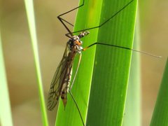 Ischnotoma rubriventris