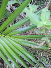 Raphia australis