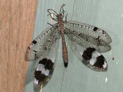 Glenoleon pulchellus