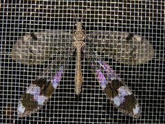 Glenoleon pulchellus