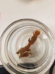 Clathria prolifera