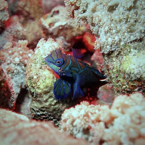 Mandarin Fish