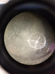 Tiaropsis multicirrata