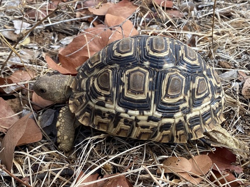 Leopard Tortoise