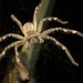 Neosparassus calligaster - Photo 由 frankpierce 所上傳的 (c) frankpierce，保留部份權利CC BY-NC-SA