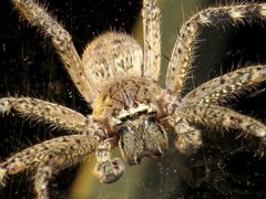 Neosparassus calligaster