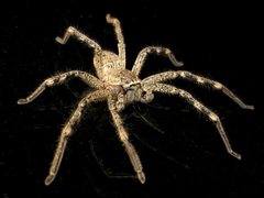 Neosparassus calligaster