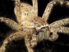 Neosparassus calligaster