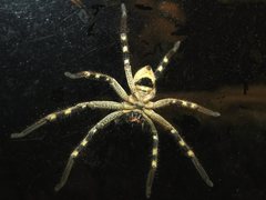 Neosparassus calligaster