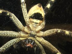 Neosparassus calligaster