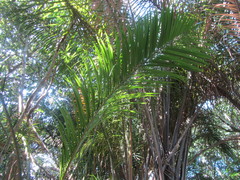 Raphia australis