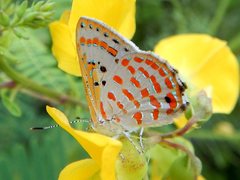 Hypochrysops ignitus