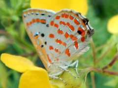 Hypochrysops ignitus