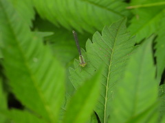 Paracercion hieroglyphicum