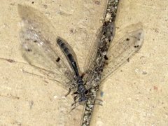 Bandidus canifrons