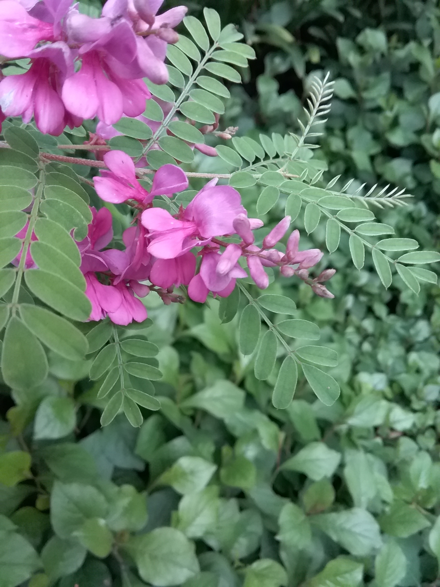 Indigofera dosua