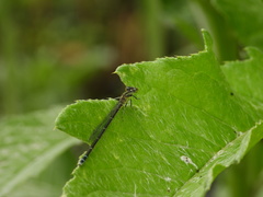 Paracercion calamorum