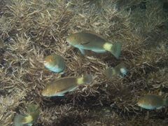 Reefcrest Parrotfish photo 3
