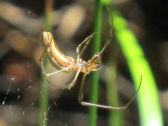 Tetragnatha demissa