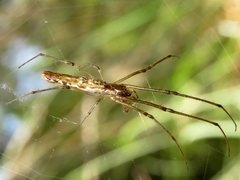 Tetragnatha demissa