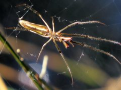 Tetragnatha demissa