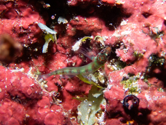 Saipan Pygmy Goby photo 4