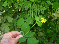 Chelidonium majus