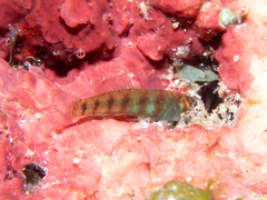 Saipan Pygmy Goby photo 3
