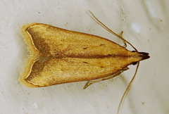 Dichomeris heriguronis