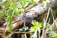 Rhionaeschna variegata