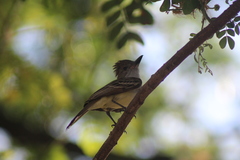 Myiarchus tyrannulus
