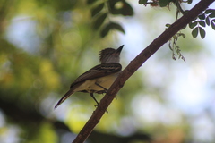 Myiarchus tyrannulus